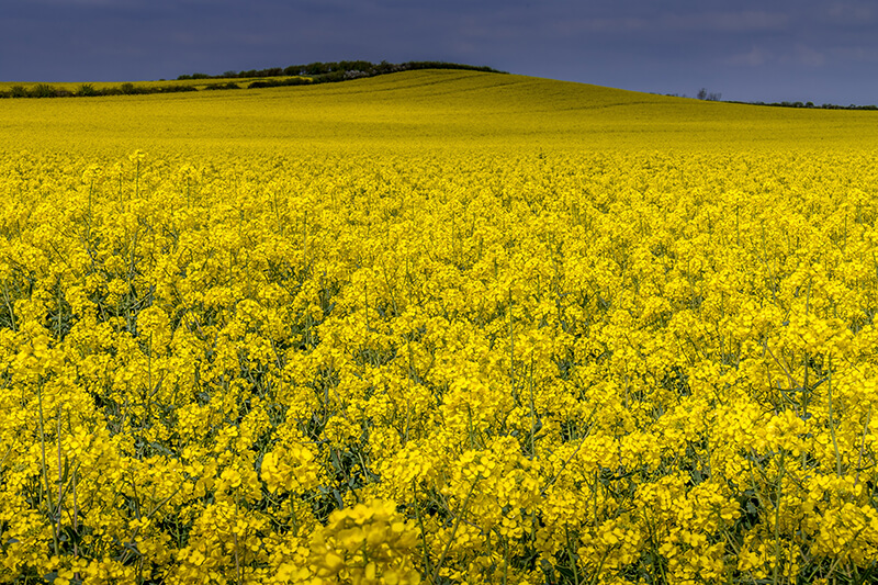 Oilseed rape