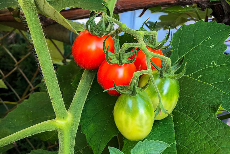 nordfert tomato fertilizer