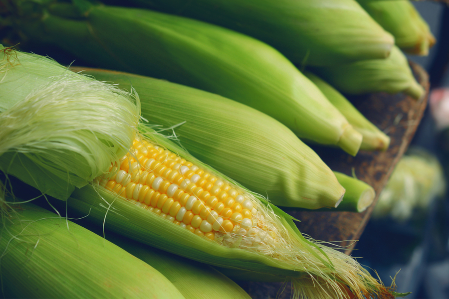 nordfert corn fertilizers