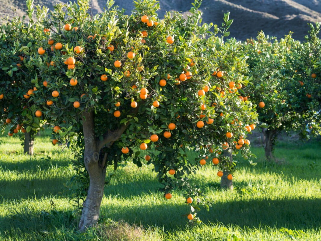 nordfert fruit trees fertilizres